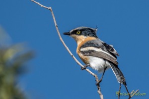 Pririt Batis female