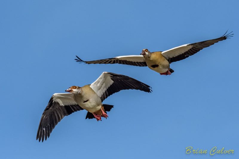 Egyptian Goose