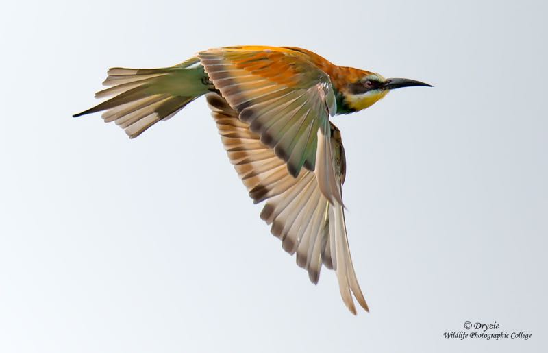 European Bee-eater
