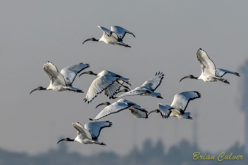 African Sacred Ibis
