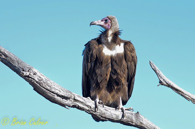 Hooded Vulture