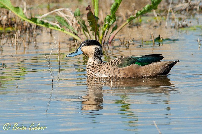 Hottentot Teal