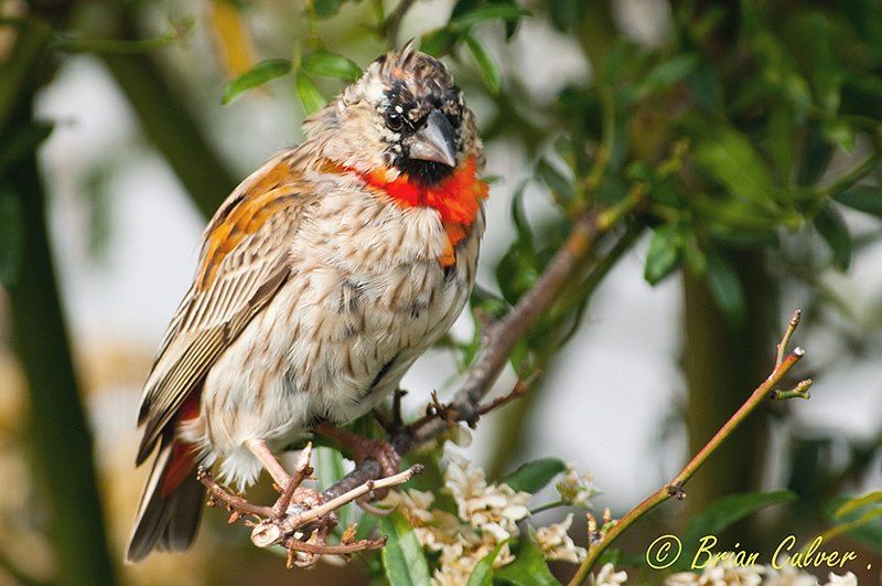 Southern Red Bishop