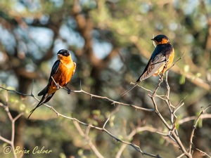 Red-breasted Swallow