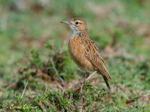 Spike-heeled Lark