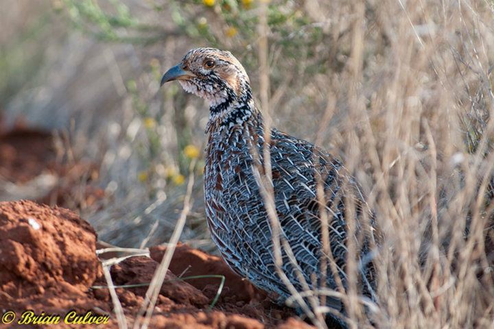 Orange River Francolin