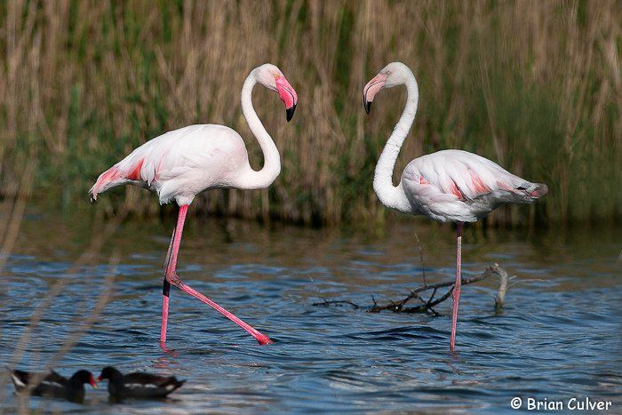 Greater Flamingo