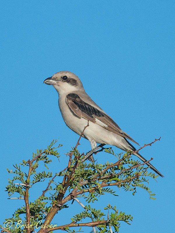 Lesser Grey Shrike