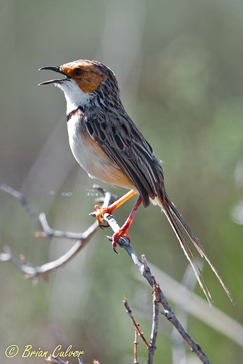 Rufous-eared Warbler