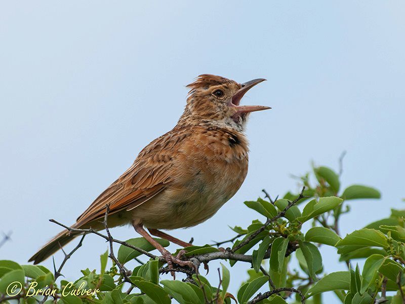 Rufous-naped Lark