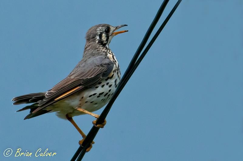 Groundscraper Thrush - Boetsap
