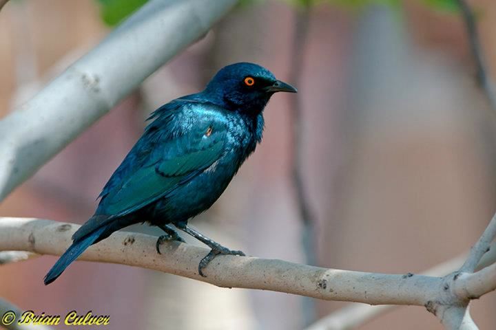 Cape Starling