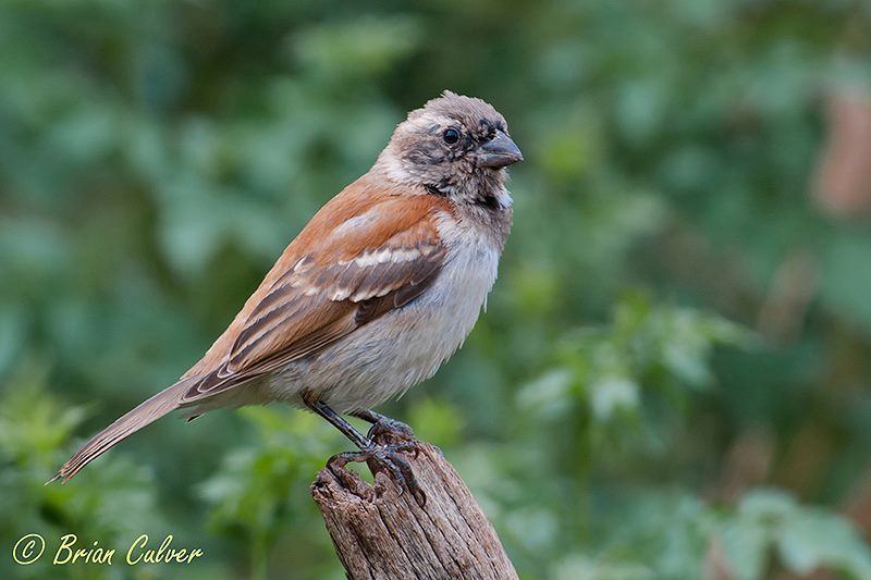 Cape Sparrow