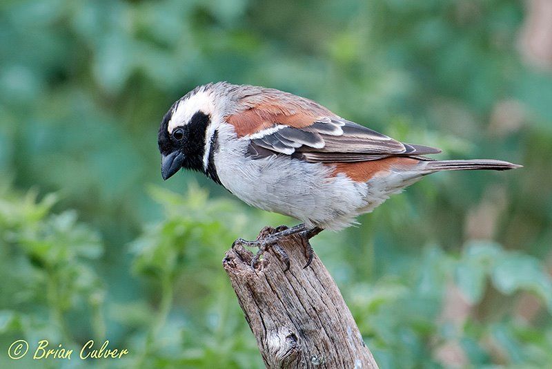 Cape Sparrow male