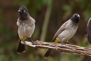 African Red-eyed Bulbul