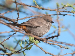 Chestnut-vented Tit-Babbler