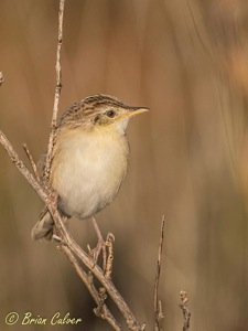 Zitting Cisticola