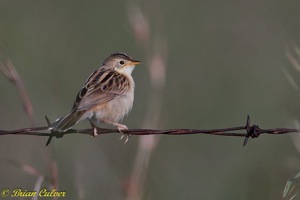 Desert Cisticola juvenile