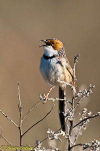 Rufous-eared Warbler