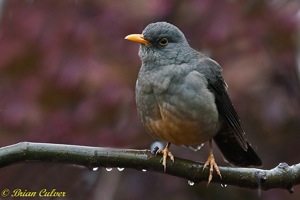 Karoo Thrush