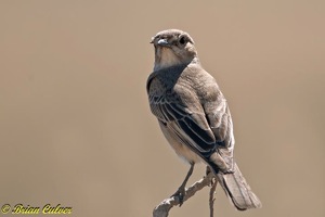 Chat Flycatcher