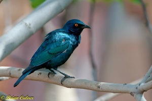 Cape Starling