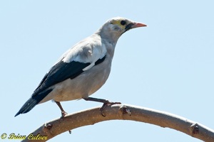 Wattled Starling
