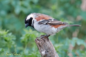 Cape Sparrow male