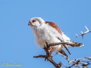 Pygmy Falcon