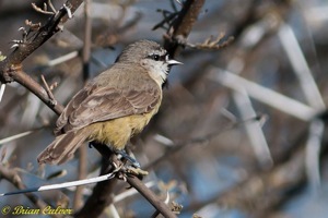 Cape Penduline-Tit