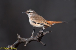 Kalahari Scrub-Robin