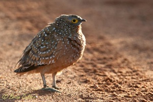 Burchell's Sandgrouse