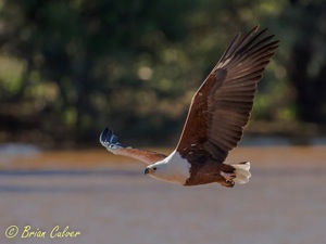 African Fish-Eagle