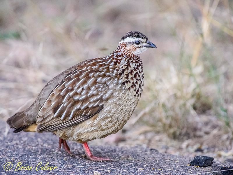 Crested Francolin