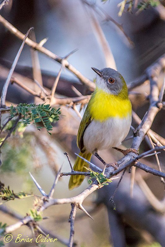Yellow-breasted Apalis