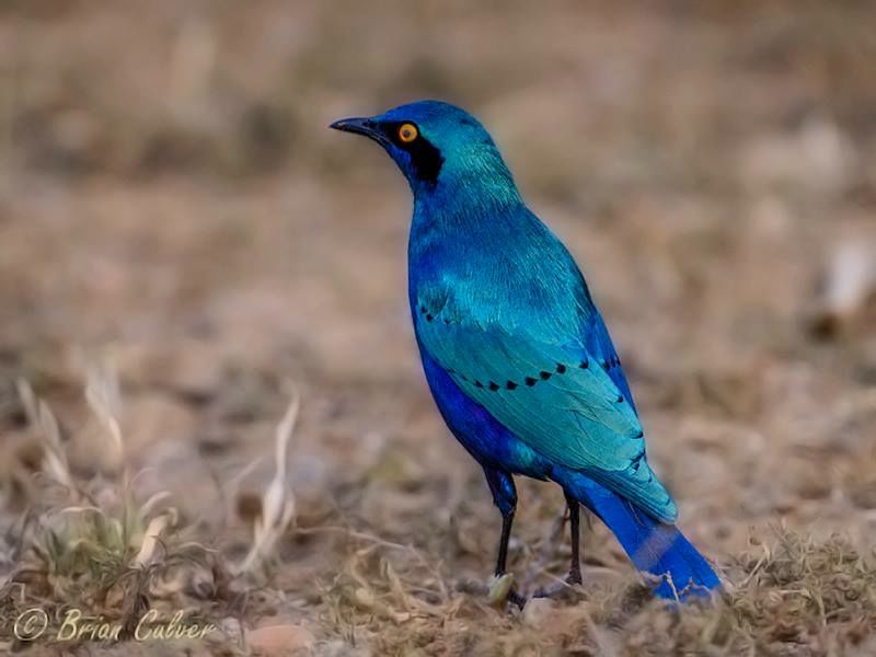 Greater Blue-eared Starling