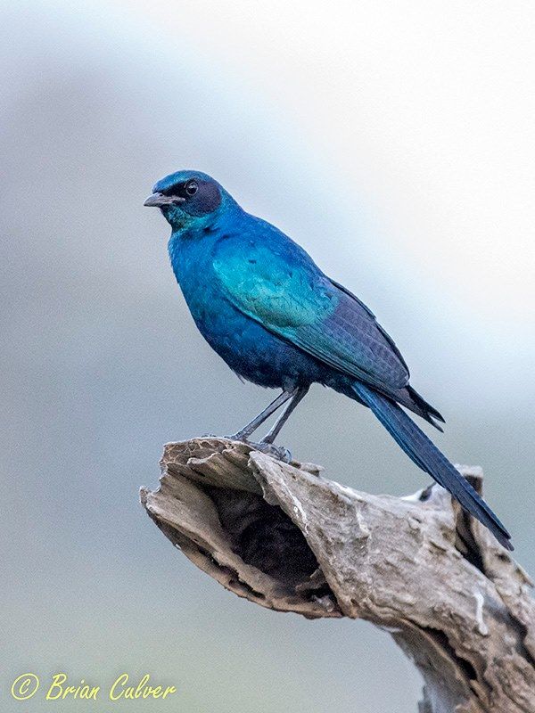 Burchell's Starling