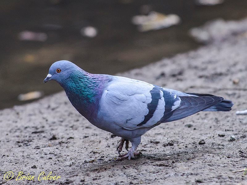 Rock Dove