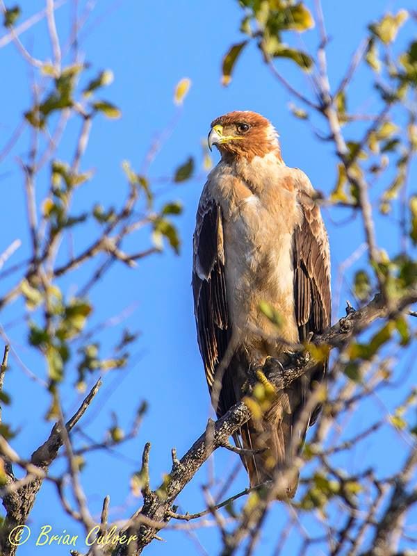 Tawny Eagle