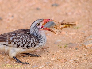Red-billed Hornbill