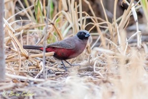 Black-faced Waxbill