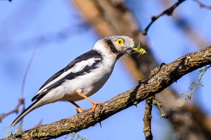 White-crested Helmet-Shrike