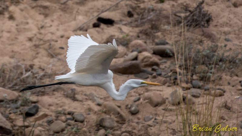Great Egret