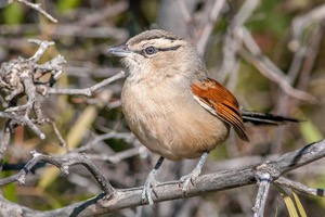 Brown-crowned Tchagra
