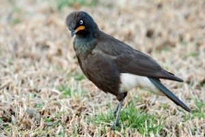 Pied Starling