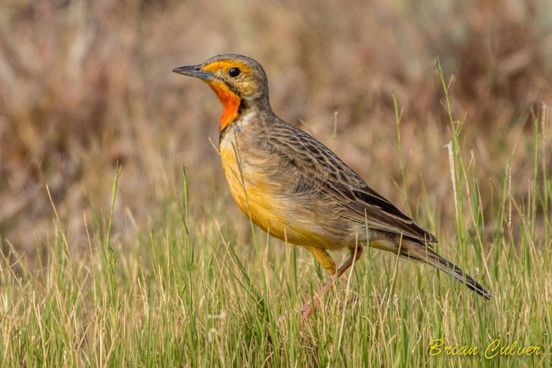 Cape Longclaw