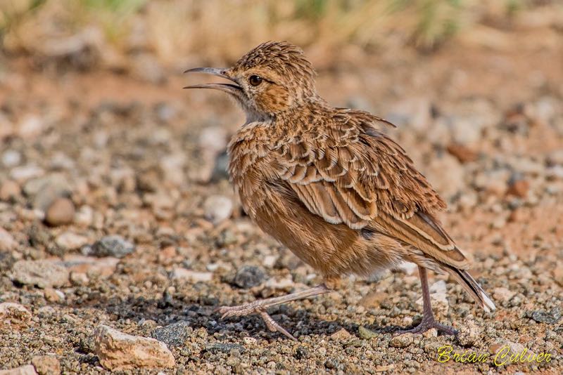 Spike-heeled Lark