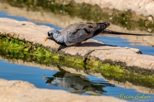 Namaqua Dove