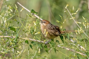 Cape Grassbird