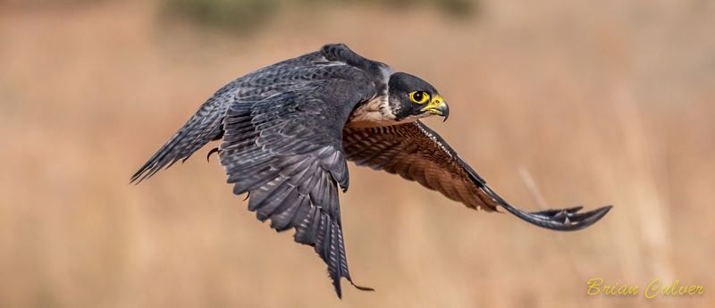 Peregrine Falcon